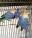 White face violet opaline adult lovebird 1 pics